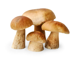 Four brown boletuses on white