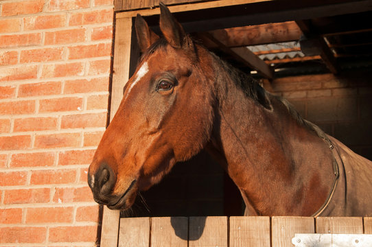 Stabled