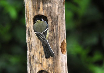 Naklejka premium Mésange charbonnière
