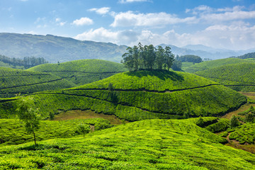 Tea plantations