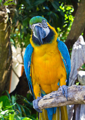 Macaw parrot in the garden