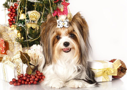 biewer Yorkshire terrier and Christmas Gift