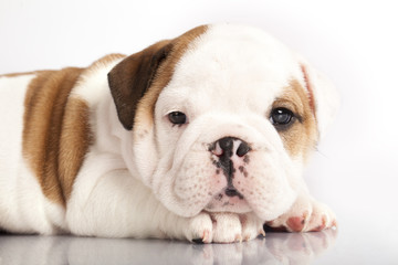Fototapeta premium english Bulldog puppy