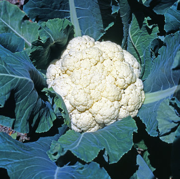 Blumenkohl_212551