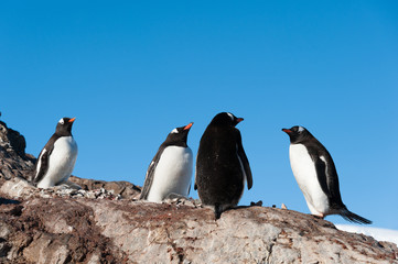 Gentoo penguins near the mountain
