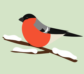 Bullfinch