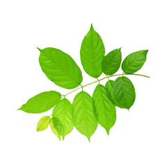 Naklejka na ściany i meble zielone liście roślin drzewa samodzielnie na białym tle