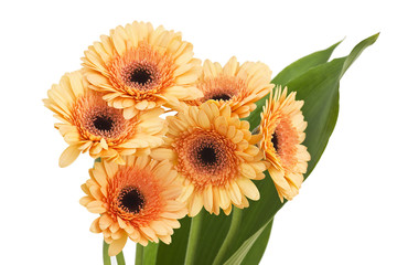 orange gerbera daisies