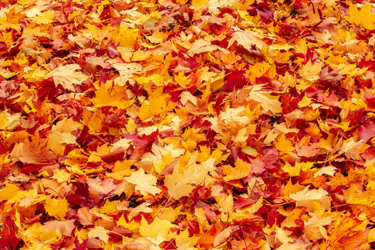 Fall orange and red autumn leaves on ground
