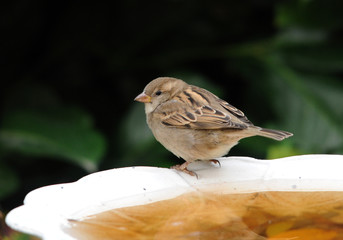 Moineau domestique femelle