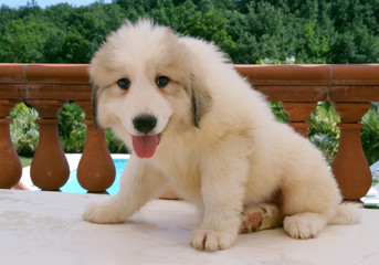 Chiot montagne des Pyr&eacute;nn&eacute;es