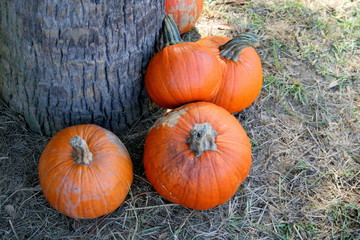 Pumpkins