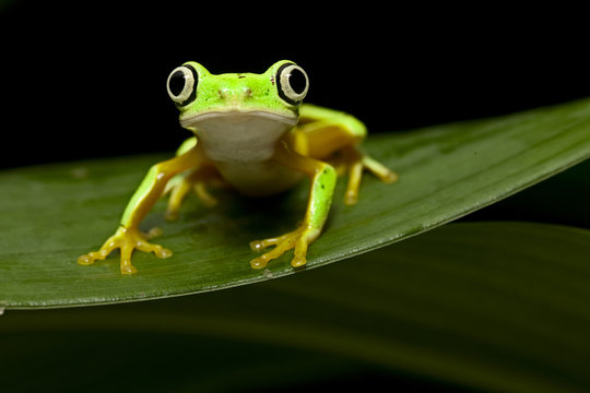 yelow tree frog