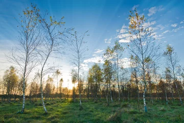 Photo sur Plexiglas Bouleau Sunset in young Birch Tree Forest