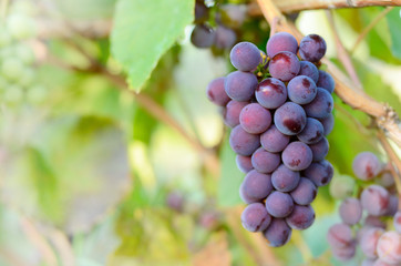 Blue grapes on vine
