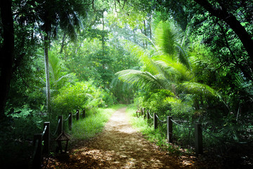 Obraz premium way in jungle of Seychelles islands