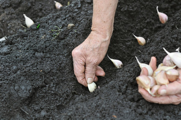 Senior woman planting garlic