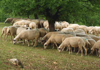 Moutons race caussenarde