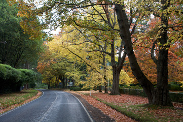 Fototapeta na wymiar Fall trees with a road, drive forrest