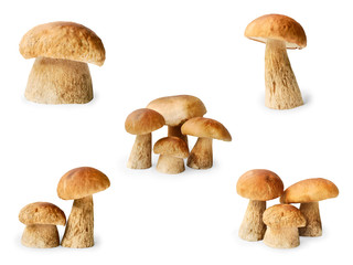Set of the edible mushrooms on white background