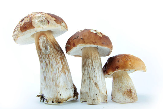 C&egrave;pes sur fond blanc
