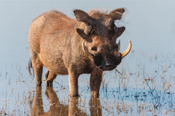Brown hairy warthog