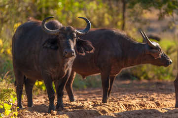 Cape buffalo (Syncerus caffer)