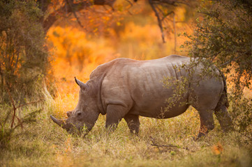 Rhinoceros in late afternoon