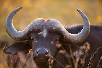 African buffalo