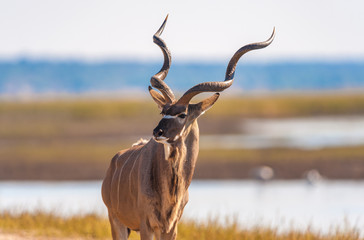 Fototapeta premium Kudu bull