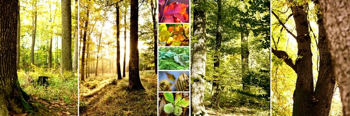 herbstcollage panorama - wei&szlig;