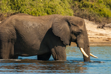 African bush elephant crossing river