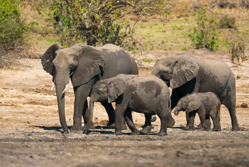 Fototapeta na wymiar Słonie afrykańskie bush