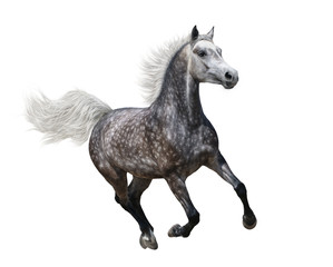 Galloping dapple-grey arabian horse
