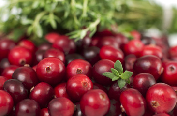 cranberries and thyme