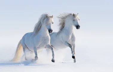  Twee galopperende sneeuwwitte paarden © Kseniya Abramova