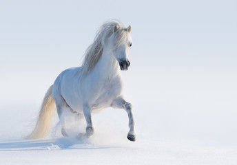 Galloping white Welsh pony
