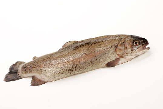 TROTA IRIDEA
