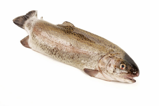 TROTA IRIDEA