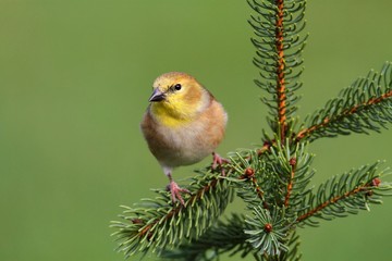 American Goldfinch (Carduelis tristis)