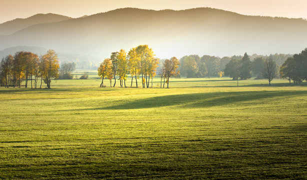 Autumn Trees In A Row