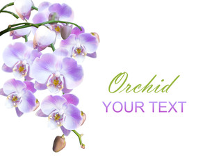 bright lilac orchids isolated