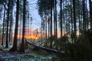 Obraz premium Sunset in snowy Spruce Forest
