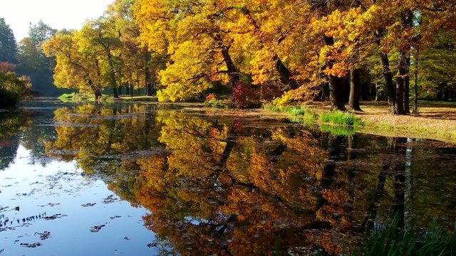 Eiche im Herbst vid 08