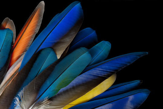 Plumas
