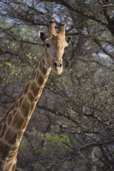one of the most tallest animal