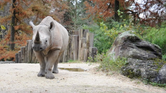 Nashorn