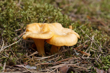 yellow chanterelles