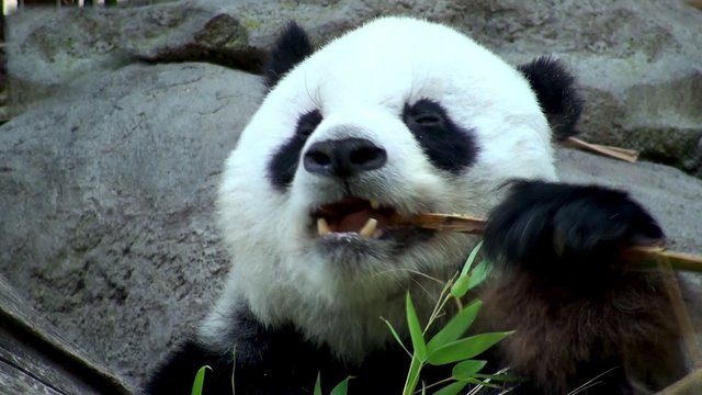 Giant panda eating bamboo