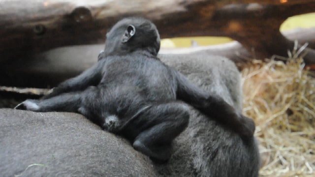 Gorillafamilie